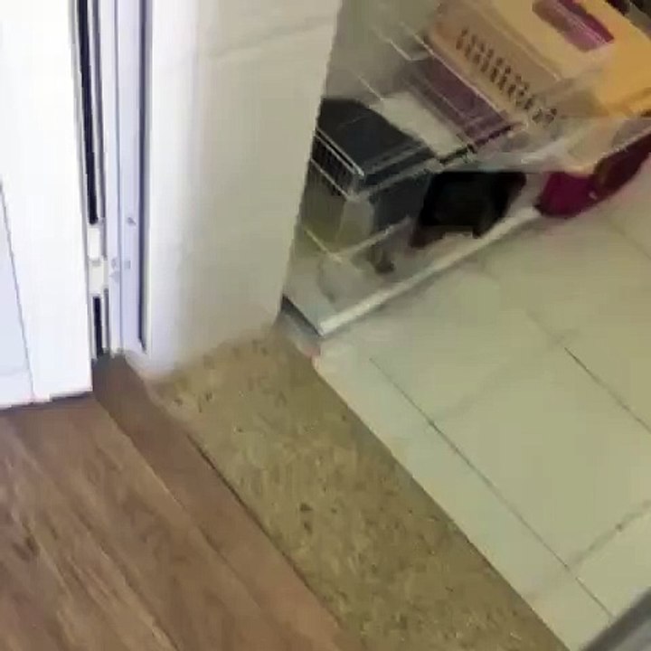 Ce petit chiot va vous surprendre. Trop mignon !