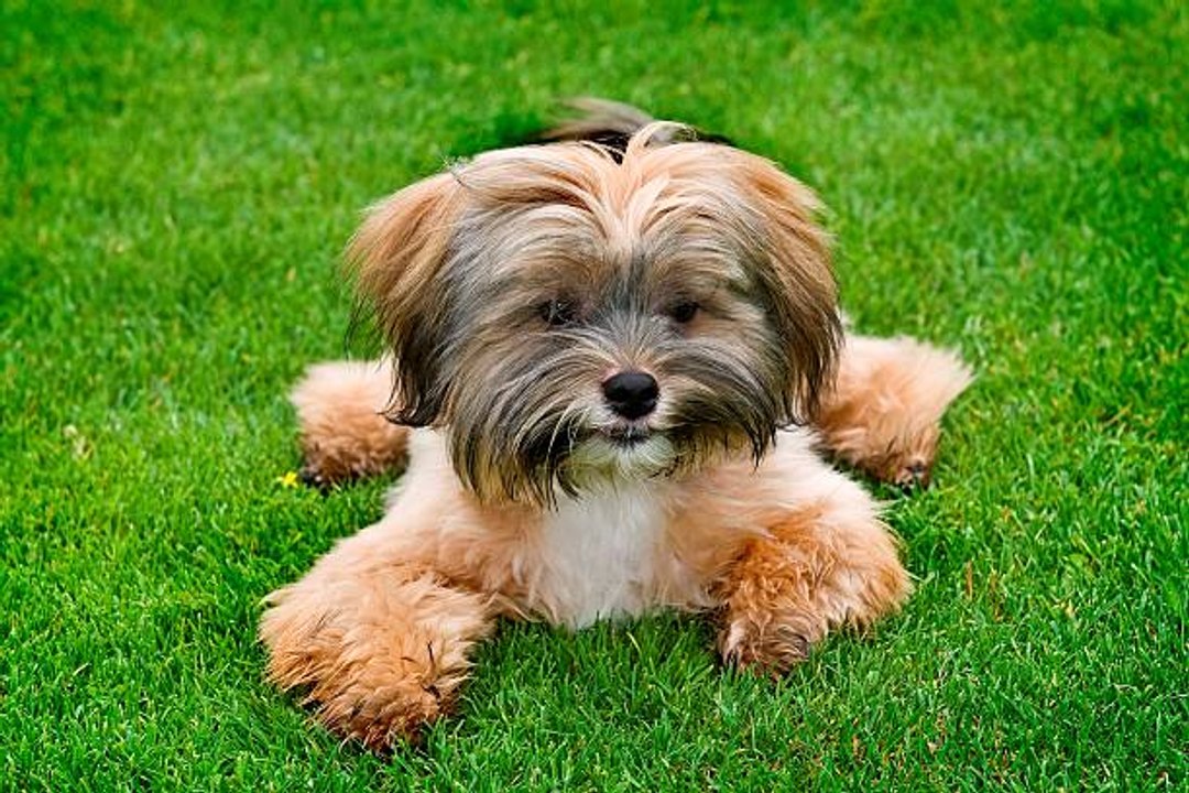 Le Shih Tzu : le chien impérial qui séduit