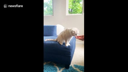 Cool 2-year-old cat gives high fives to his US owner