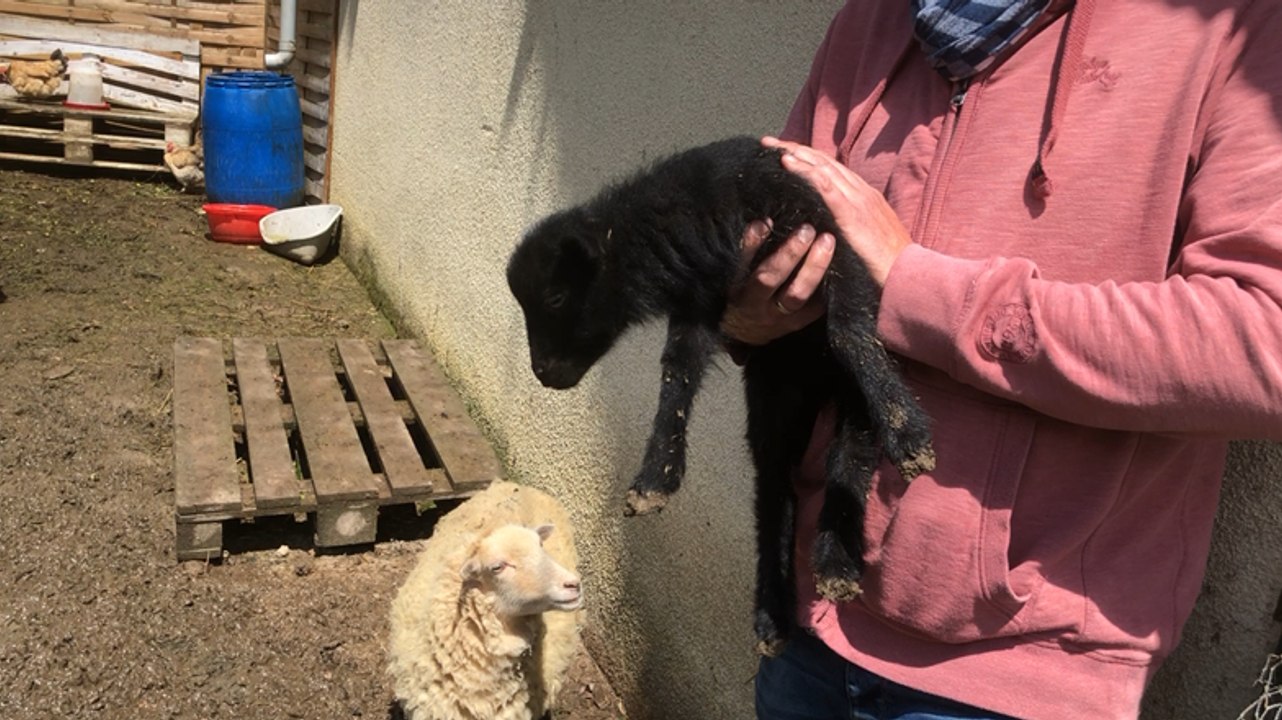 Une naissance à La Basse-cour de Marie