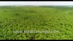 Mangroves forest of Sundarbans along the Datta river : aerial footage from West Bengal