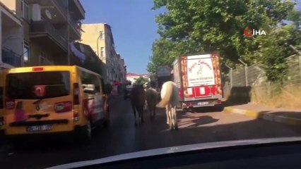 Trafikte Başıboş Atlar Sürücüleri Şaşkına Çevirdi