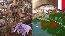 Foto viral kebun binatang kotor di Depok - TomoNews
