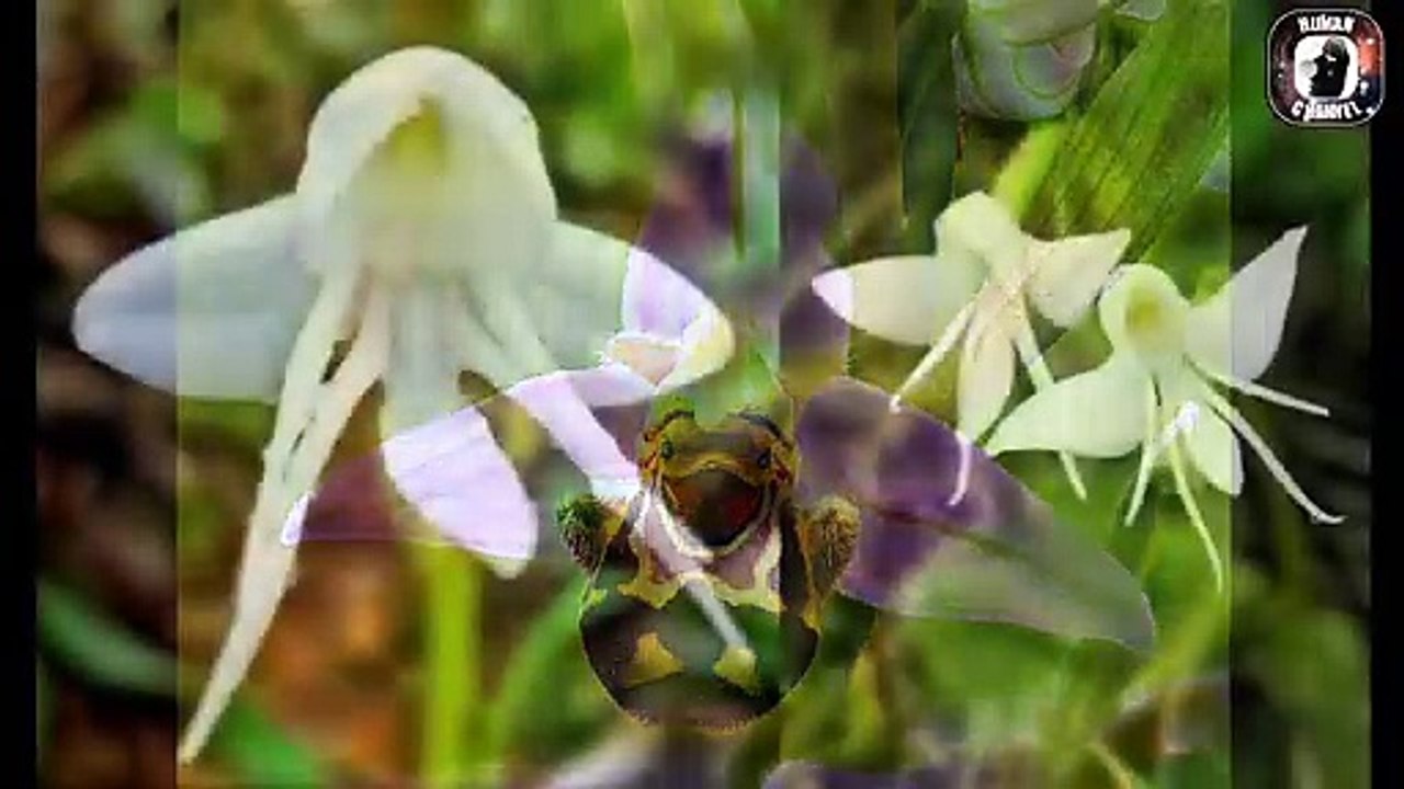 【図鑑】世界の珍しい動物の形をした植物32選