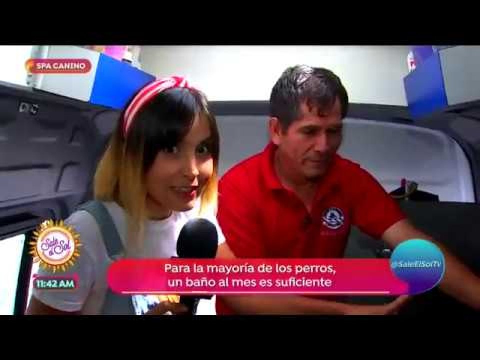 ¡Ana Alicia se subió a un spa canino móvil! | Sale el Sol