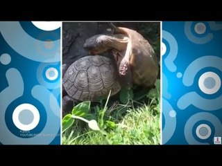 Organizan guerra de gemidos de tortugas | Qué Importa