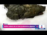 Hallan cabeza de un lobo prehistórico gigante en Rusia | Noticias con Yuriria Sierra