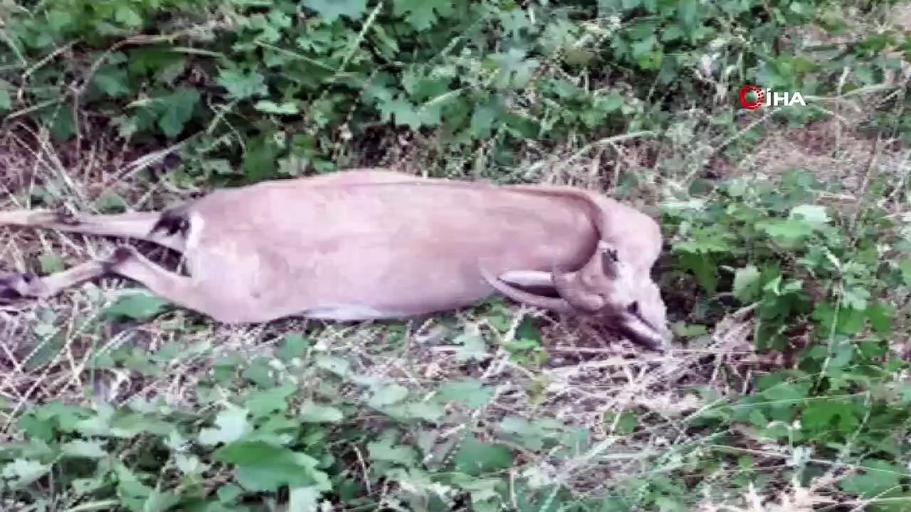 Yüksekova'da silahla vurulan dağ keçisi öldü