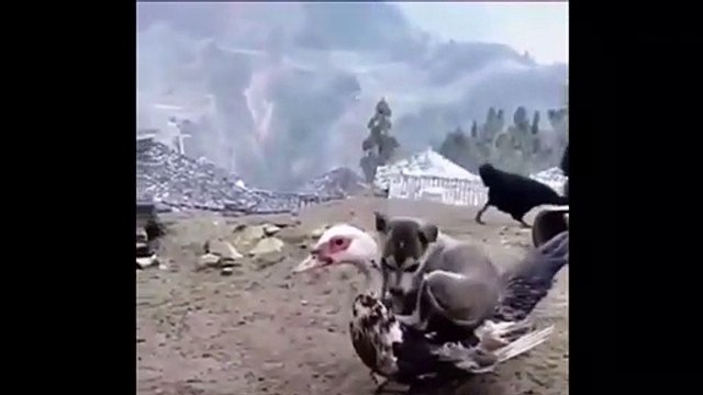 Ce chiot vient se coucher... sur un canard. Adorable