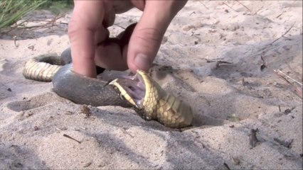 Ce serpent fait le mort pour échapper aux prédateurs