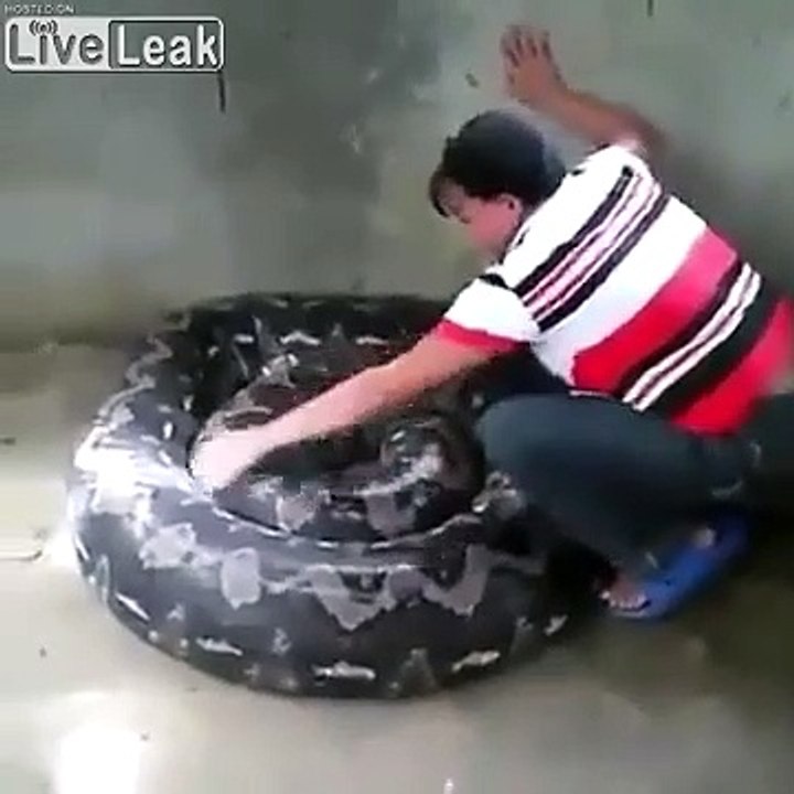 L'heure du bain pour ce python géant