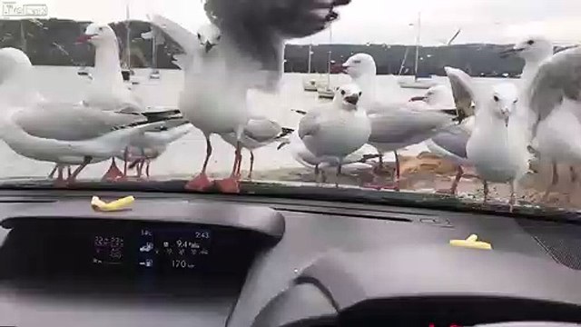 Il piège des mouettes avec des chips... Pas sympa