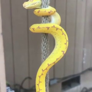Ce serpent a une technique incroyable pour grimper à la corde