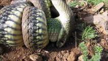 Les images impressionnantes d'un serpent qui avale un lézard