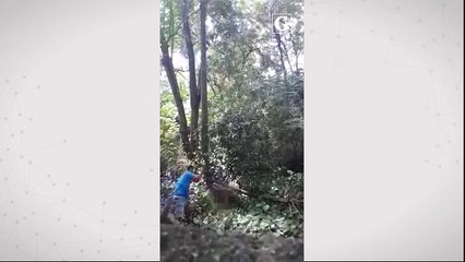Homem é flagrado agredindo cachorro na Serra