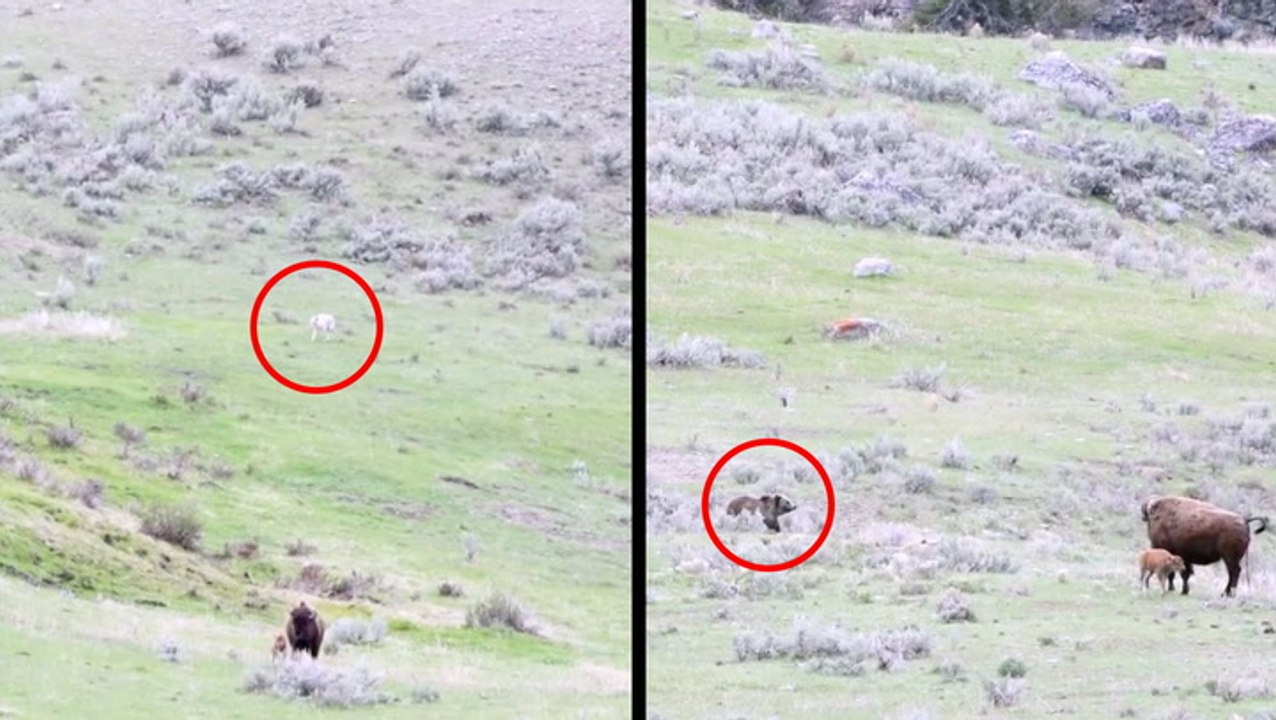 Predators Chase Bison And Newborn Calf