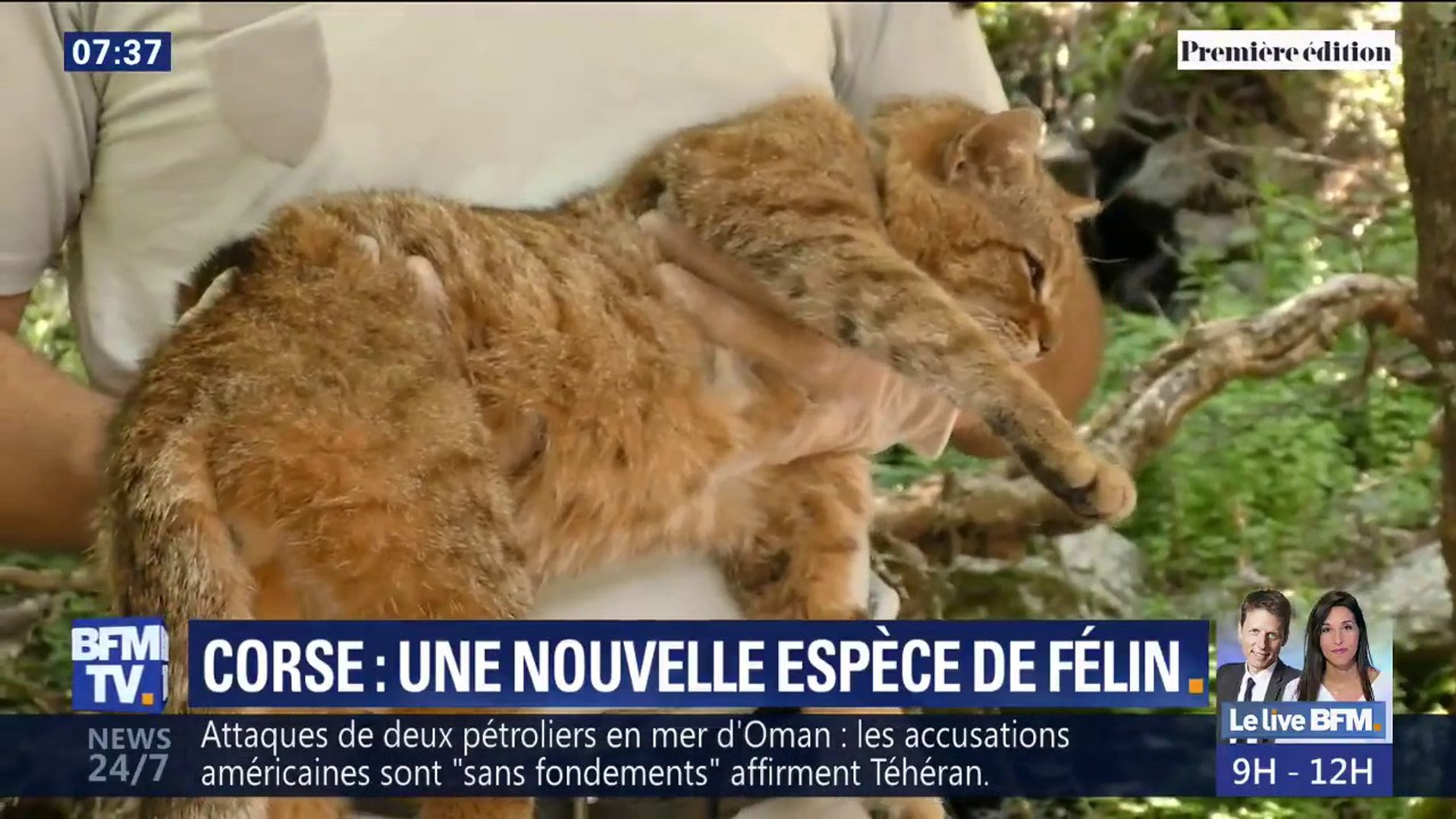 Cétait Un Mythe De Bergers En Corse Mais Le Chat Renard