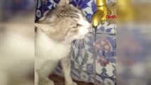 BURSA Susuz kalan sokak kedisine zabıta memuru eliyle su içirdi