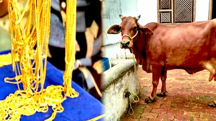 2வருடத்துக்கு பின் சாணத்தில் 5 பவுன் சங்கிலி மீட்பு | இறந்து போன பெண் கரடியை தேடும் கரடி