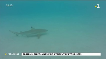 A la rencontre des raies et des requins de Moorea