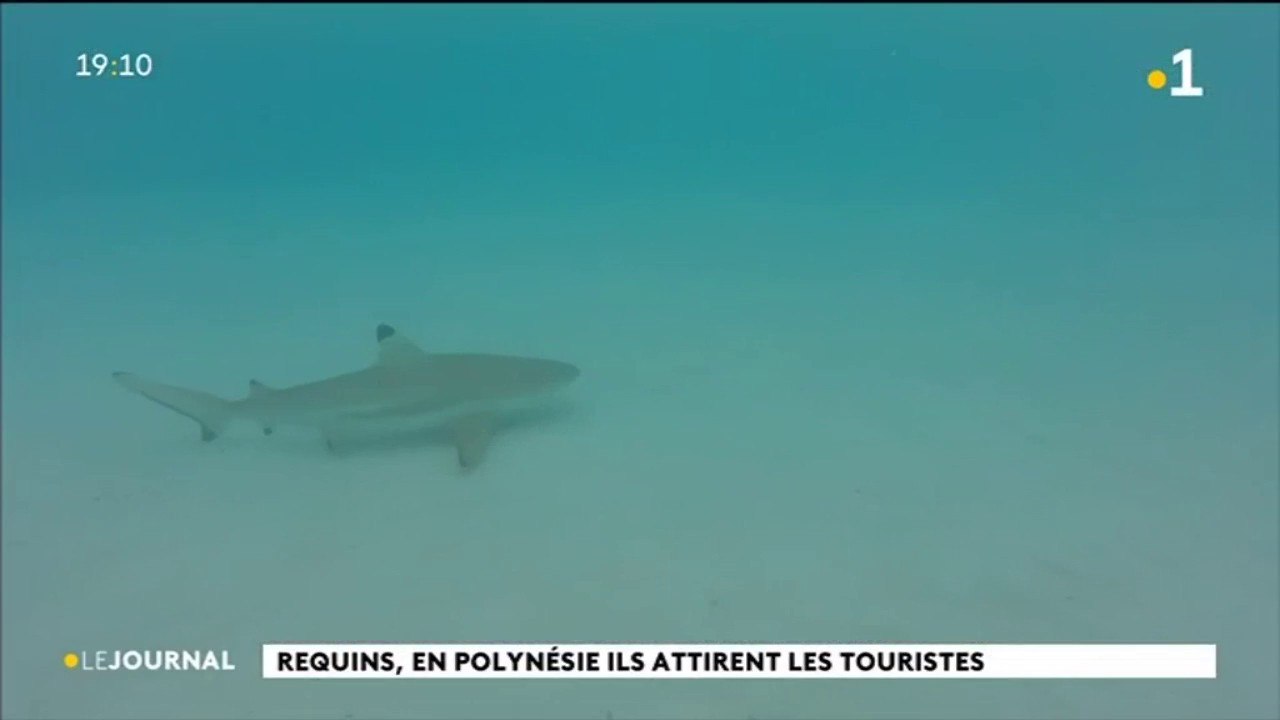 A la rencontre des raies et des requins de Moorea