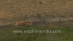 Water Monitor Lizard in the highly endangered Sundarbans mangrove