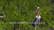 Lesser Adjutant Stork in forest of Sundarbans, West Bengal