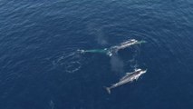 Voilà comment ces chercheurs mesurent l'exposition à la pollution chimique des baleines