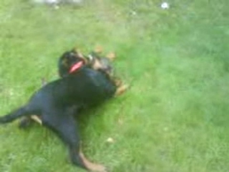 Wsifa baby rottweiler
