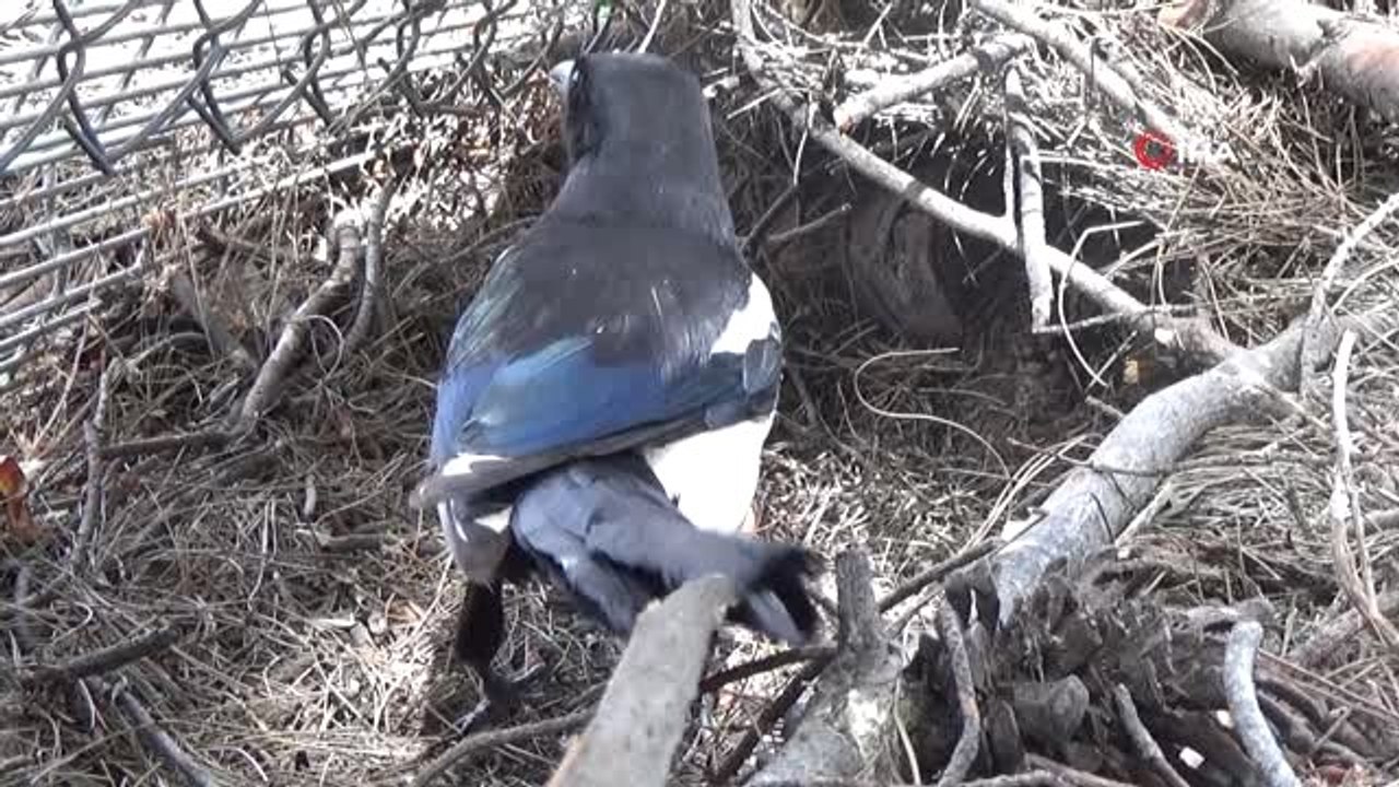 Yumurtaları çalınınca güvenlik kamerası yerleştirdi, hırsızı görünce neye uğradığını şaşırdı