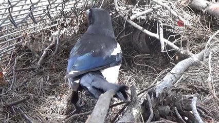 Yumurtaları çalınınca güvenlik kamerası yerleştirdi, hırsızı görünce neye uğradığını şaşırdı