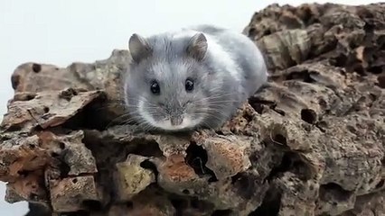 Cet hamster est merveilleuse, vous allez totalement fondre. Admirez !