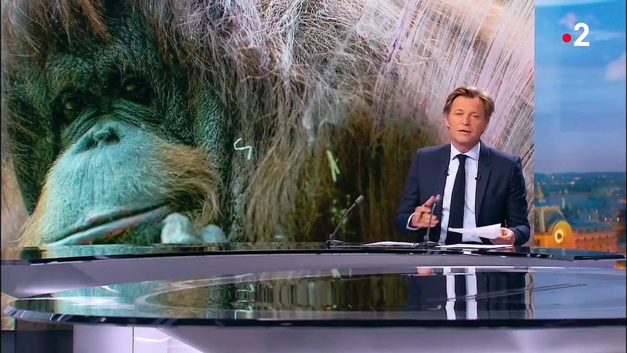 Orang-outan : Nénette, la doyenne du Jardin des plantes, fête ses 50 ans