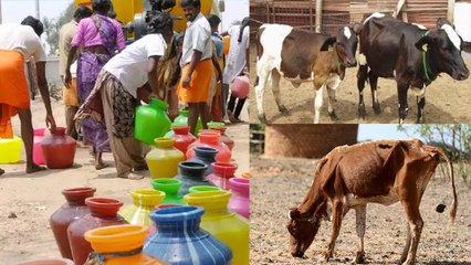 தண்ணீர் தட்டுப்பாடு... கால்நடைகளையும் விட்டு வைக்காத கொடுமை