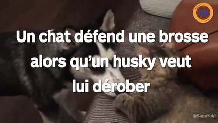 Un chat défend une brosse alors qu'un husky veut lui dérober !