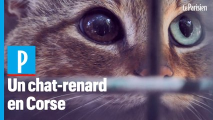 Une Nouvelle Espece De Felin Decouverte En Corse Le Chat Renard Le Parisien