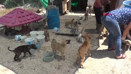 EDİRNE 'Çocuklara karne hediyesi olarak hayvan sahiplenin'