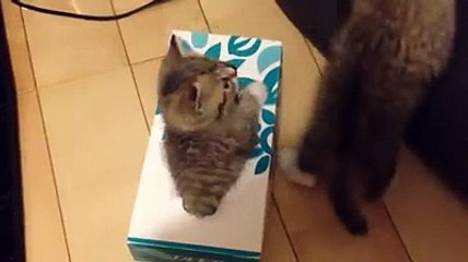 Lol finally we found why cats are many on earth