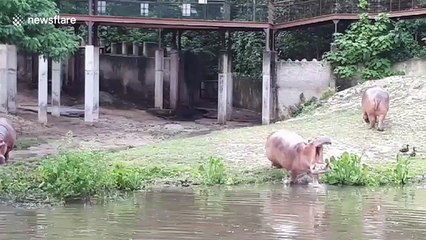 Hippos dive into pond to cool off from scorching heat at Thai zoo
