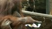 Watch: Paris zoo's resident artist Nenette the orangutan turns 50