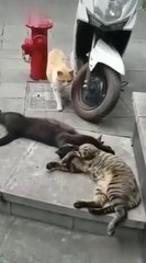 Caption this video in below coments..