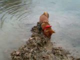 shiba inu dans l'eau