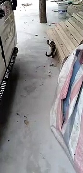 Crazy rat.