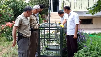 Konya'da bulunan maymun koruma altına alındı