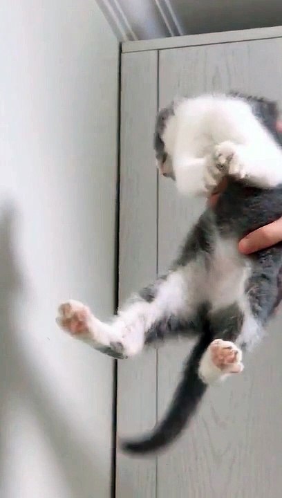 Swift cat.