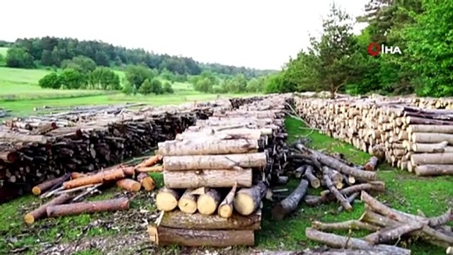 Ayıların 'Rehin' Aldığı Orman İşçilerini Polis Ekipleri Kurtardı