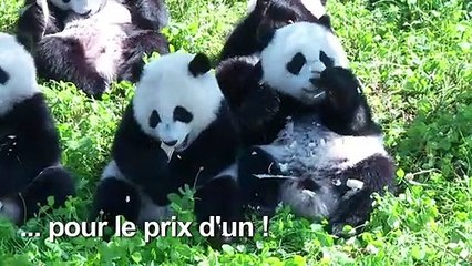 Deux pandas prometteurs pour la survie de l'espèce