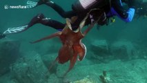 Giant octopus launches attack on diver off Sea of Japan