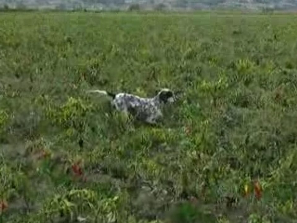 Wespa (ingiliz setter)