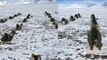 Watch: Indo-Tibetan border police perform Yoga at 18,000 feet in Ladakh | Oneindia News